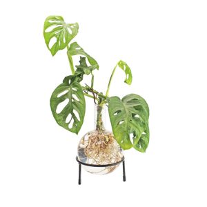 Winkee – Hydro Vase Flora v:7044994