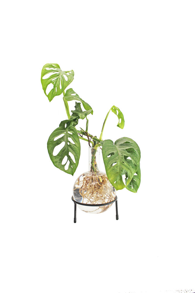 Winkee - Hydro Vase Flora v:7044994
