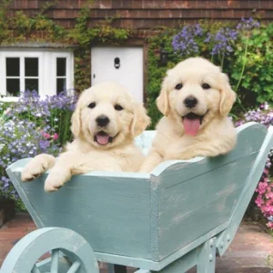 Ravensburger – Golden Retriever 200p Ad – (12001368) v:6174635 Ravensburger – Golden Retriever 200p Ad – (12001368) v:6174635