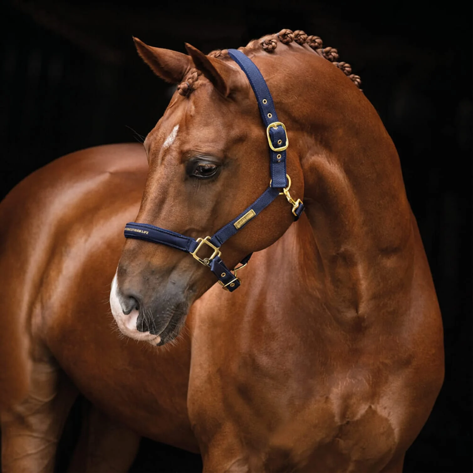 Hansbo Sport – Halter EQUESTRIAN LIFE – Cob – Cob blue v:9129809 Hansbo Sport – Halter EQUESTRIAN LIFE – Cob – Cob blue v:9129809