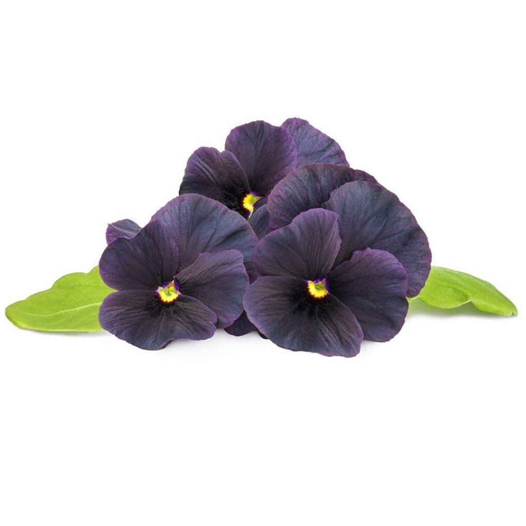 Click and Grow - Smart Garden Refill 3-pack Black Pansy v:1416688