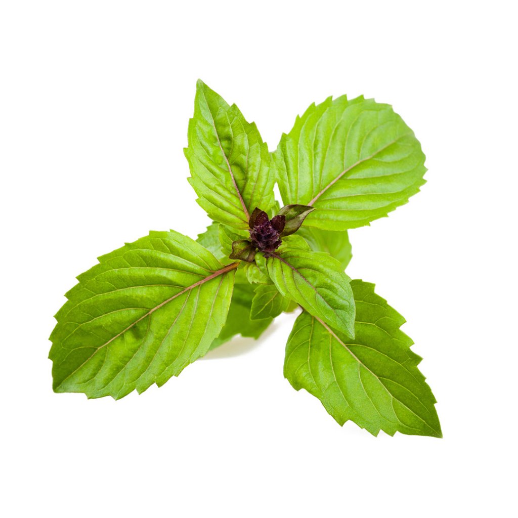 Click and Grow - Smart Garden Refill 3-pack - Cinnamon Basil (SGR71X3) v:2545424